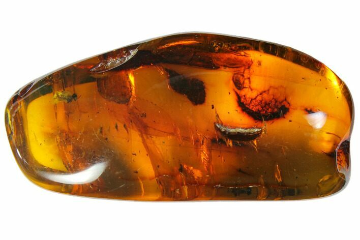 Polished Chiapas Amber ( g) - Mexico #114785